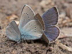 Butterfly photography of small blue and Mazarine blue butterlies 
